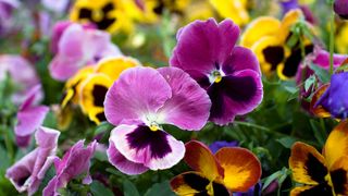 close-up of colourful pansies showing a suggestion of what to plant in February