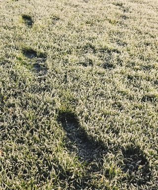 Footprints on a frosted lawn
