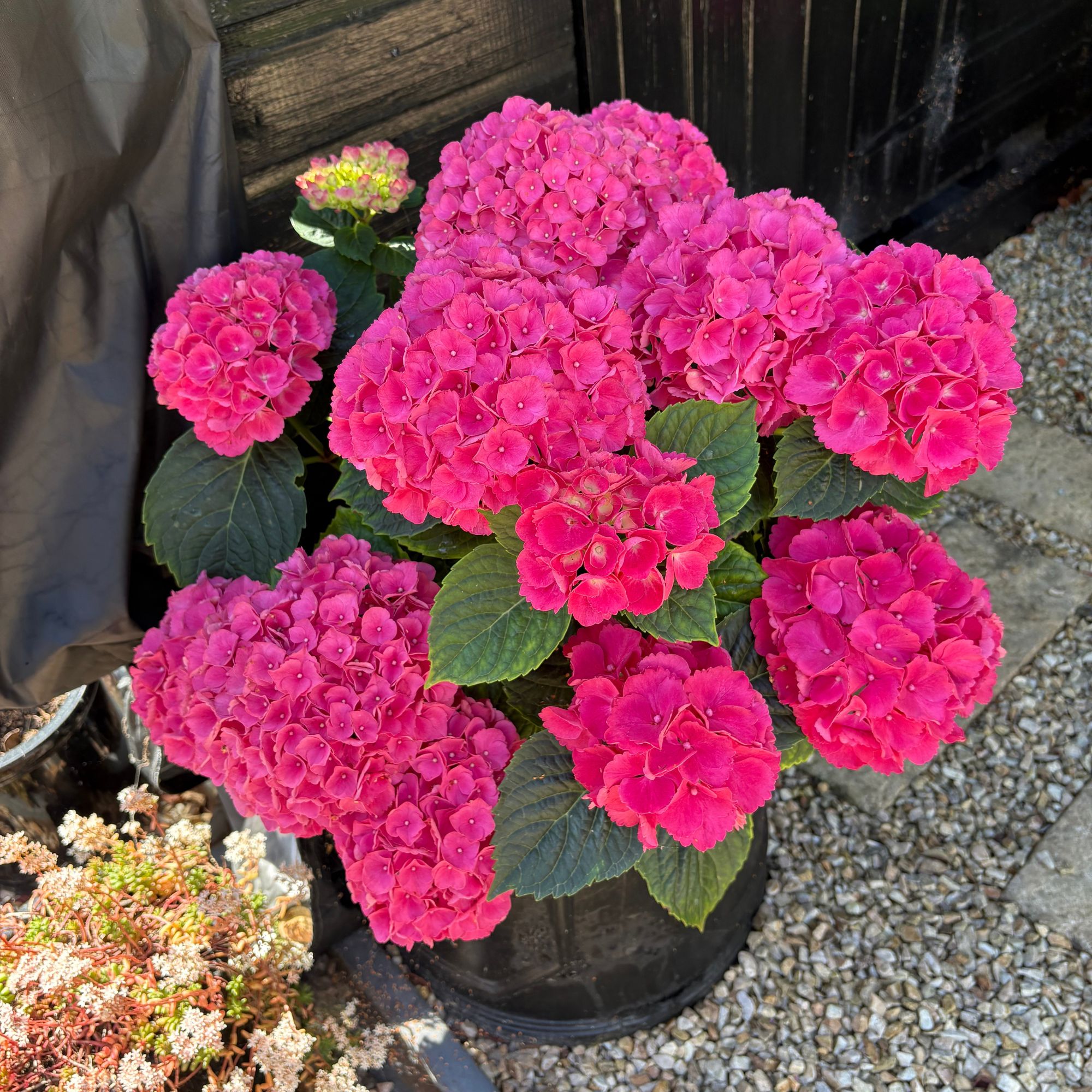 Pink flowering hydrangea growing in black pot
