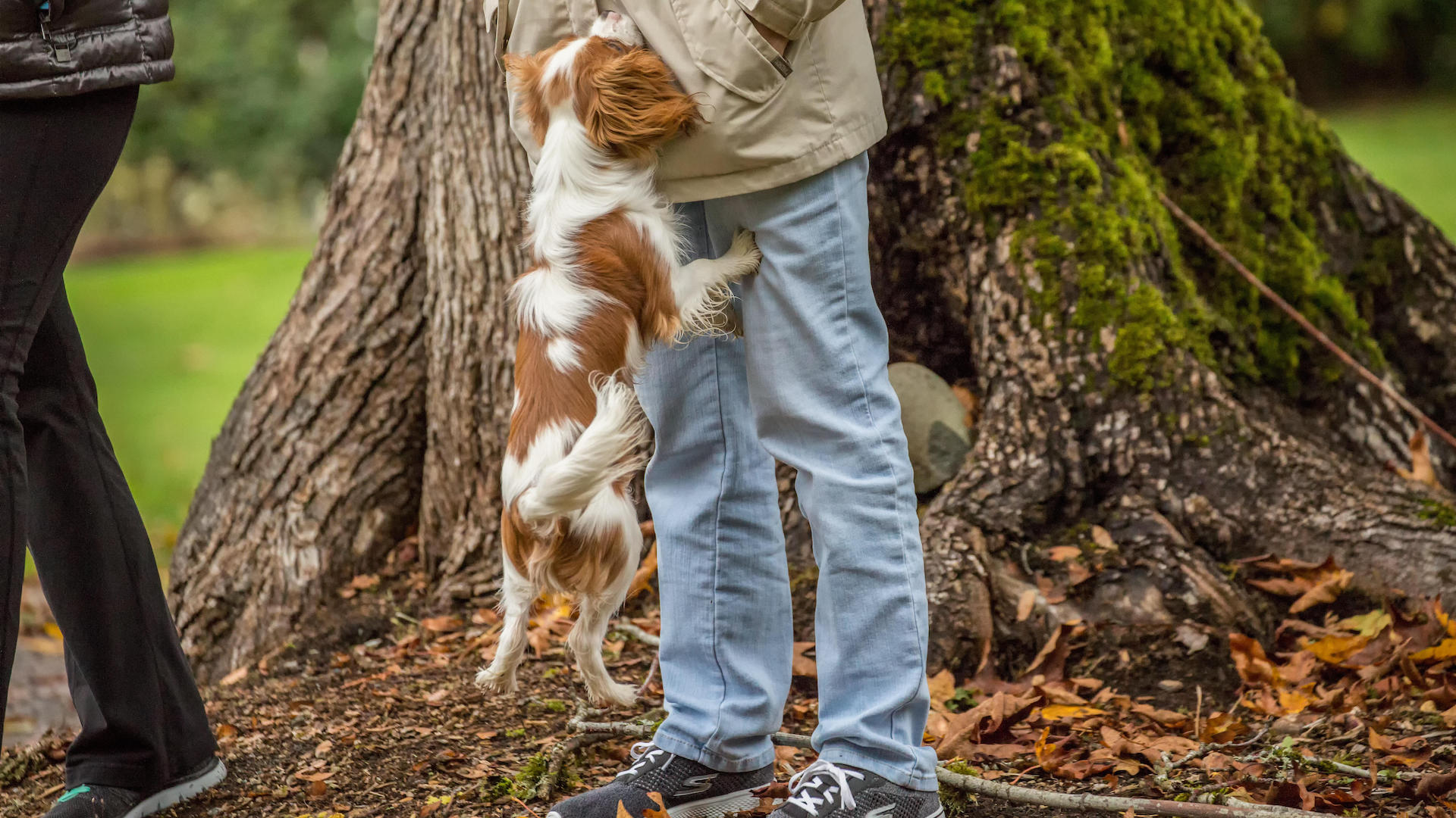 King Charles spaniel puppy jumping up