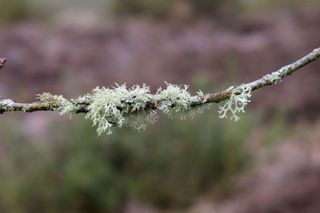 Viltrox AF 85mm F1.4 Pro lens sample gallery: moss covered branch