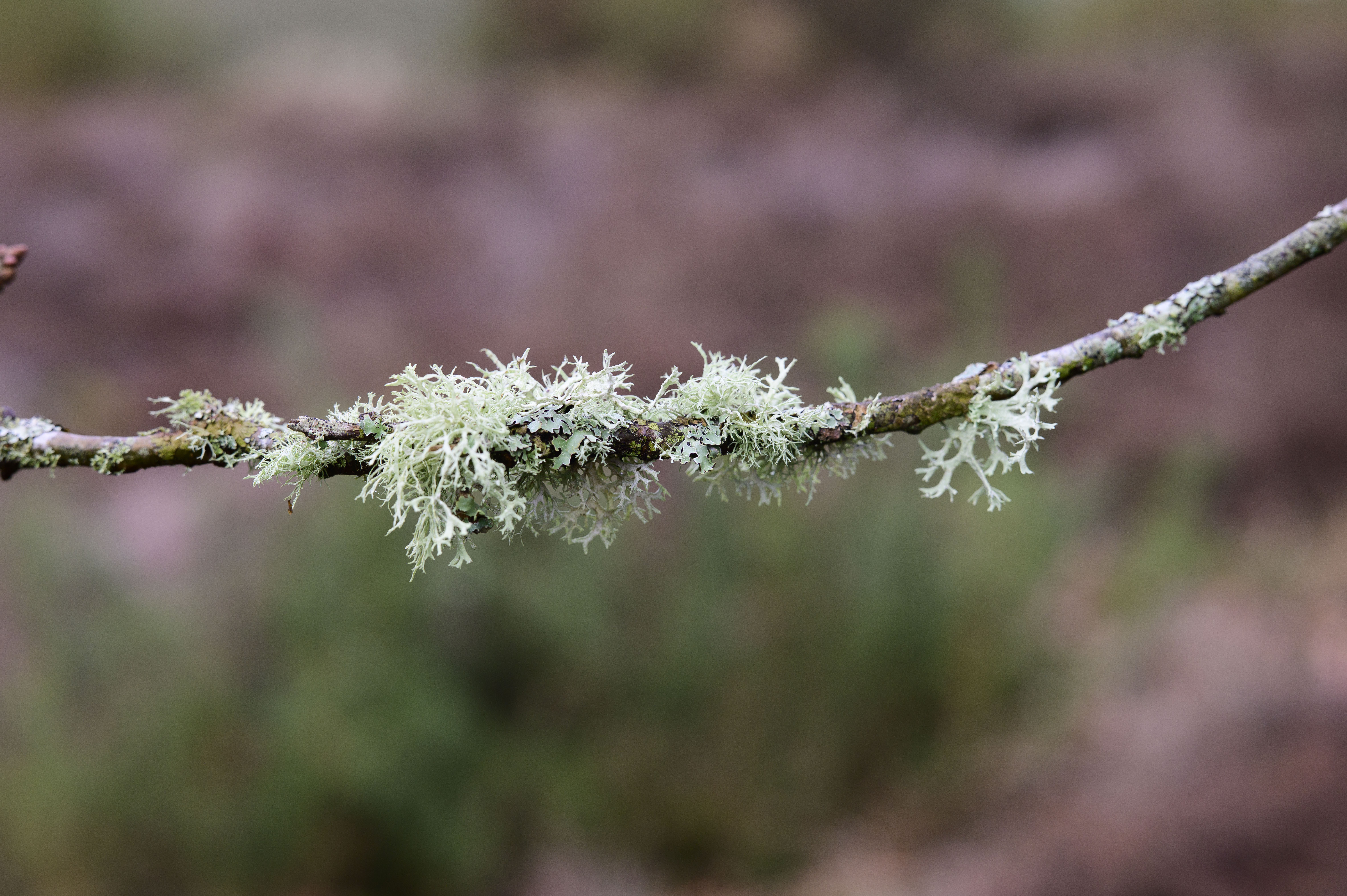 Viltrox AF 85mm F1.4 Pro lens sample gallery: moss covered branch