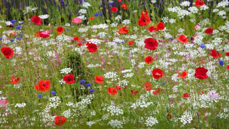 poppies growing among wildflowers in a meadow area of garden