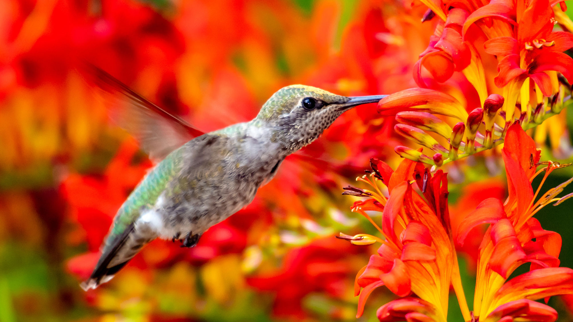 hummingbird feeding from red crocosmia