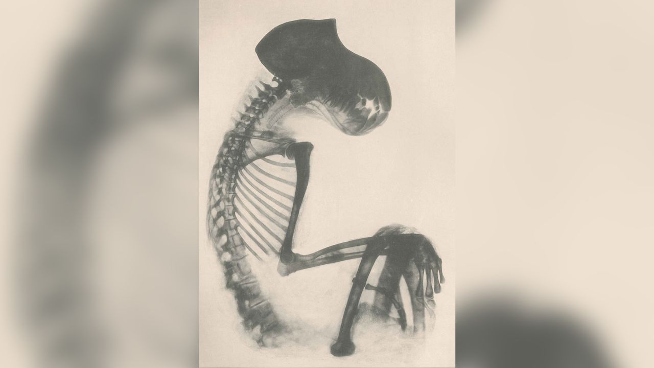 A radiograph from 1899 of this baboon revealed it was missing its four canine teeth. Canine teeth were often removed from ancient Egpytian baboons, possibly as a safety measure for human owners; a baboon can slice through the thigh muscle of a human in a single bite.