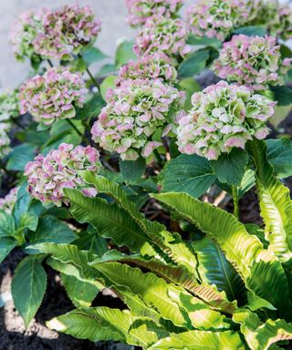 Closeup of pink and green petals of hydrangea plant in shade planted next to a fern