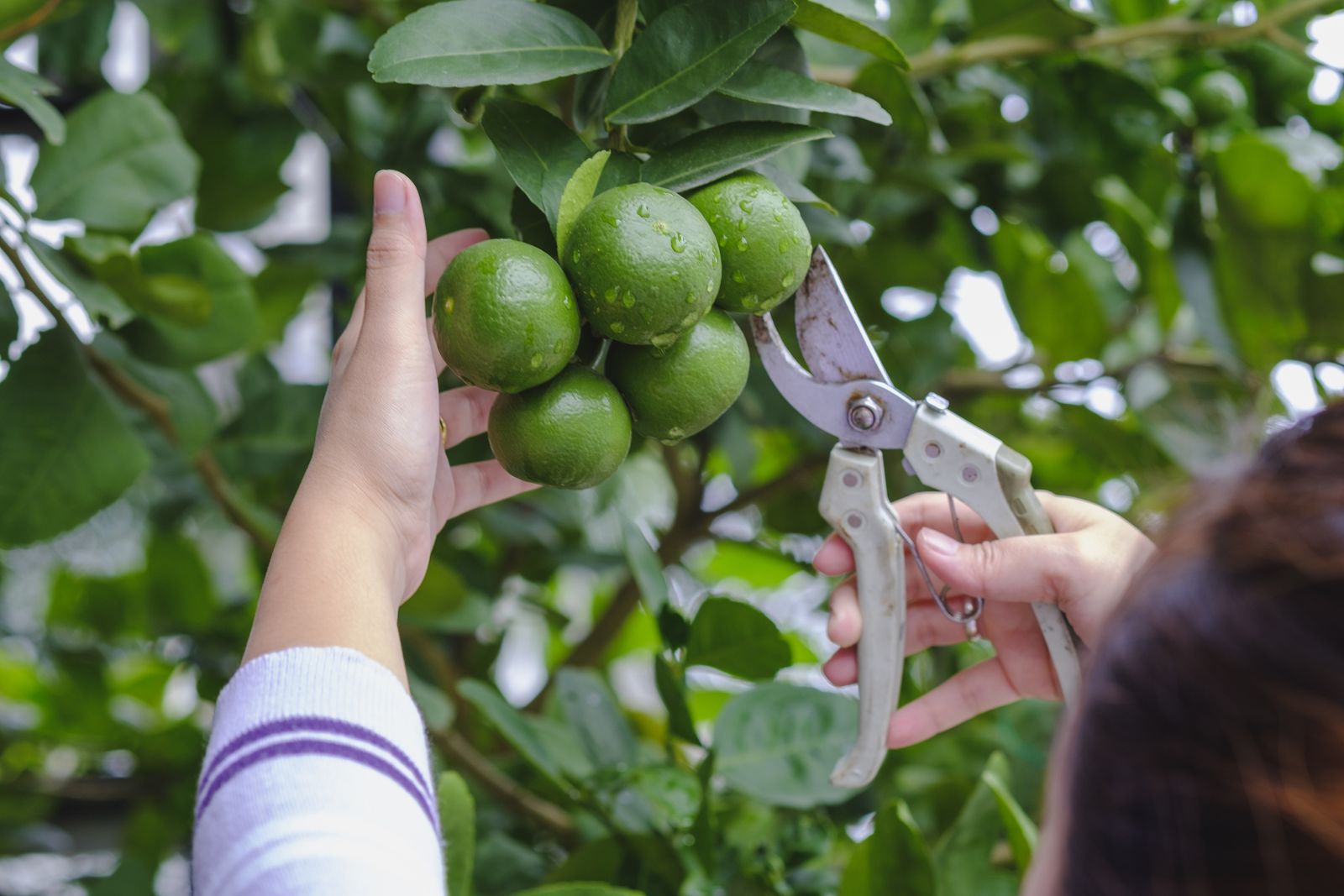 When to prune fruit trees? Experts reveal the best timings Homes