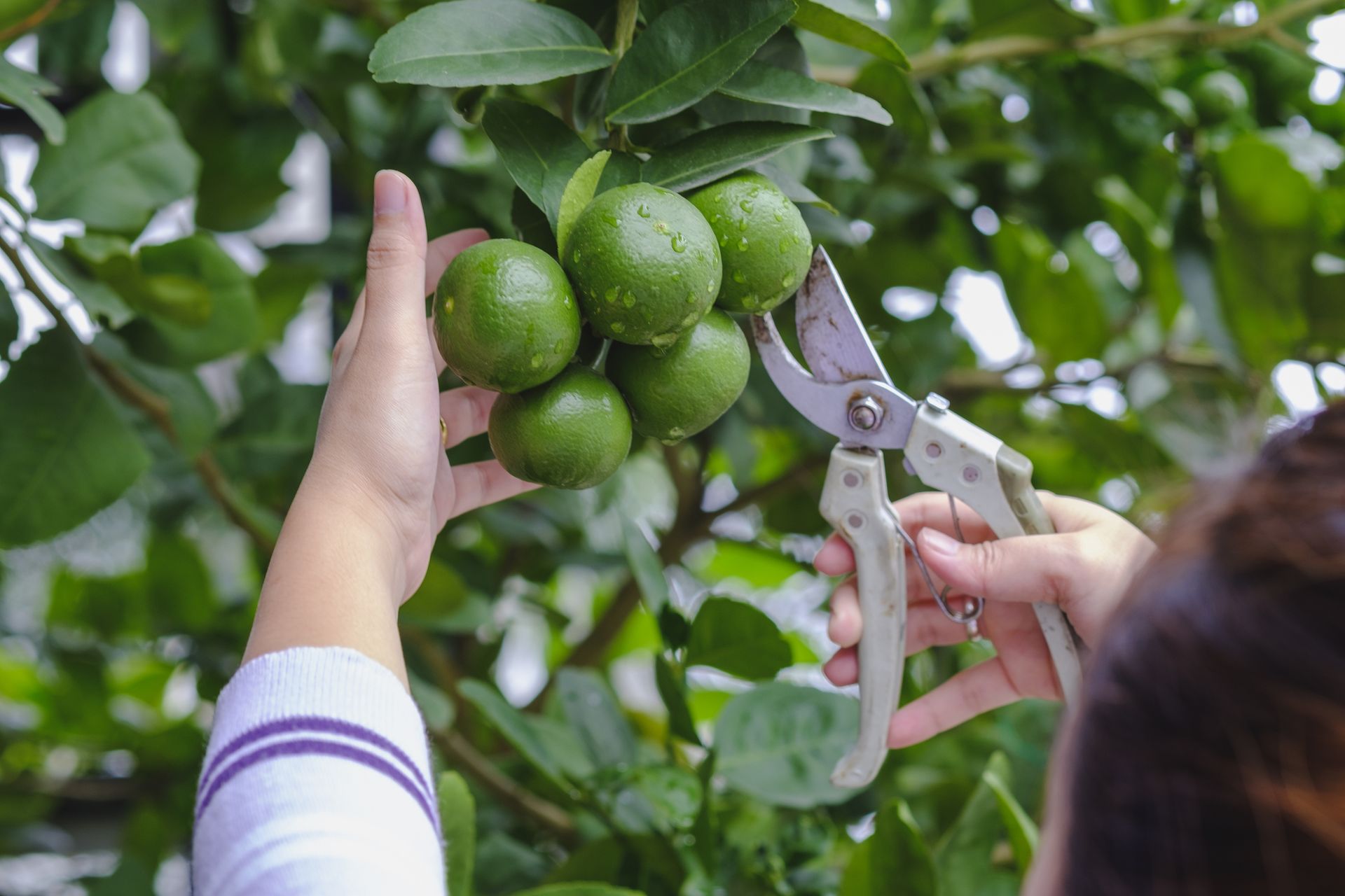 When to prune fruit trees? Experts reveal the best timings Homes