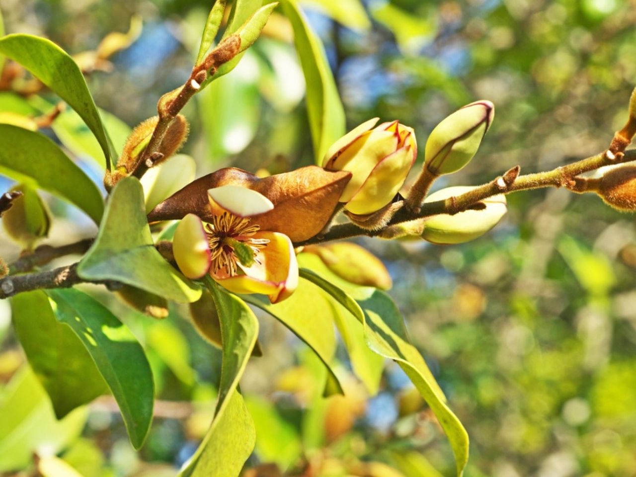 A Banana Shrub