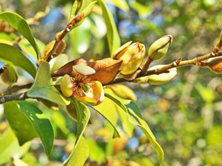 Banana Shrub (Michelia figo) - 2 Feet Tall - Ship in store 3 Gal