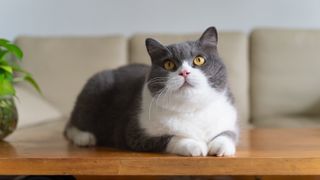 British shorthair cat, grey and white