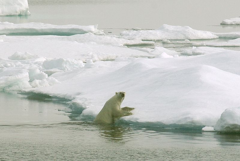 Polar bear