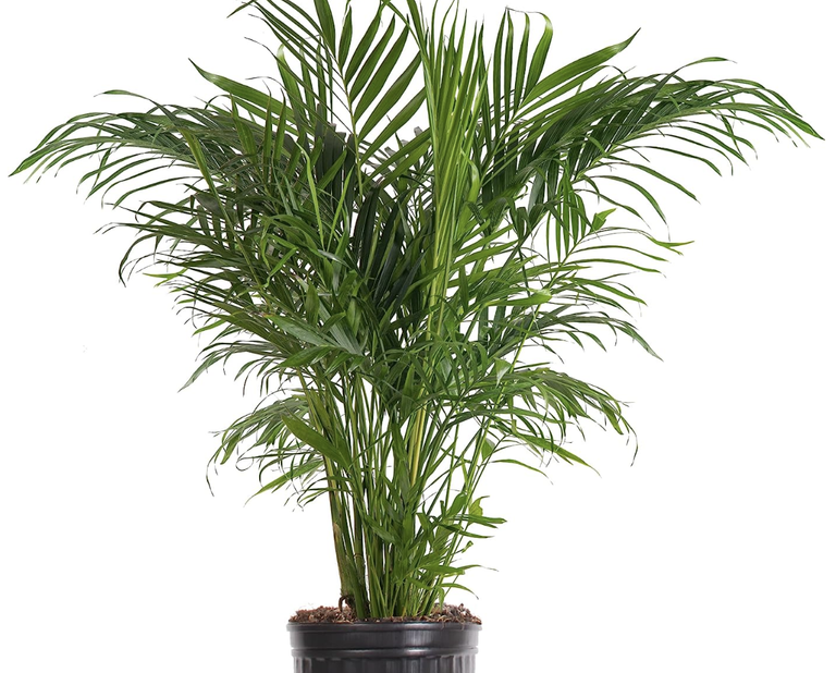 The easiest indoor palms to care for | Livingetc