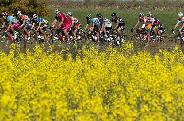 Riders pass by more canola fields during stage twelve on the out-and-back course from Ouyen to Patchewollock.
