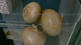 Starfield; render of onions