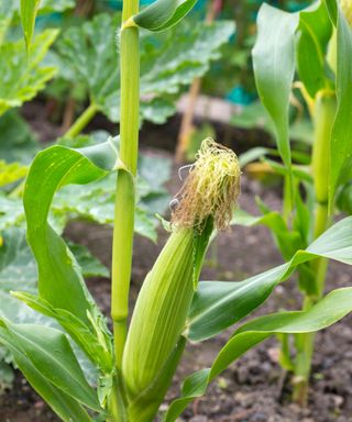 how to grow sweet corn: Northern Extra Sweet corn growing in a bed