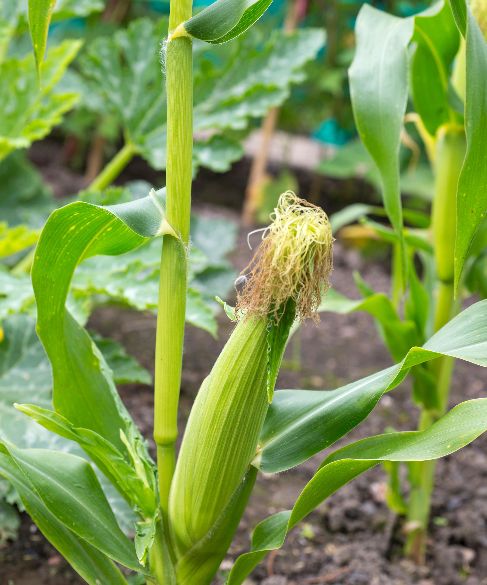 How to grow sweet corn – a guide to planting corn on the cob | GardeningEtc