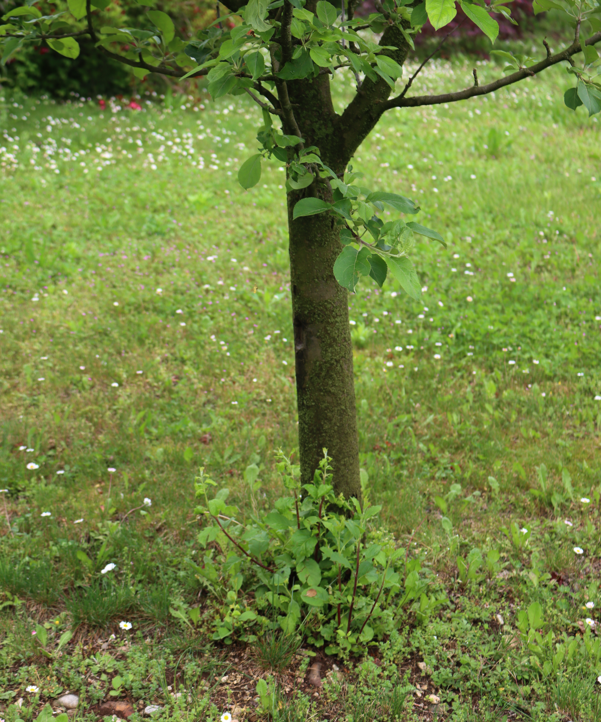 New Apple tree suckers growing at the base of an established tree in the orchard. Malus domestica