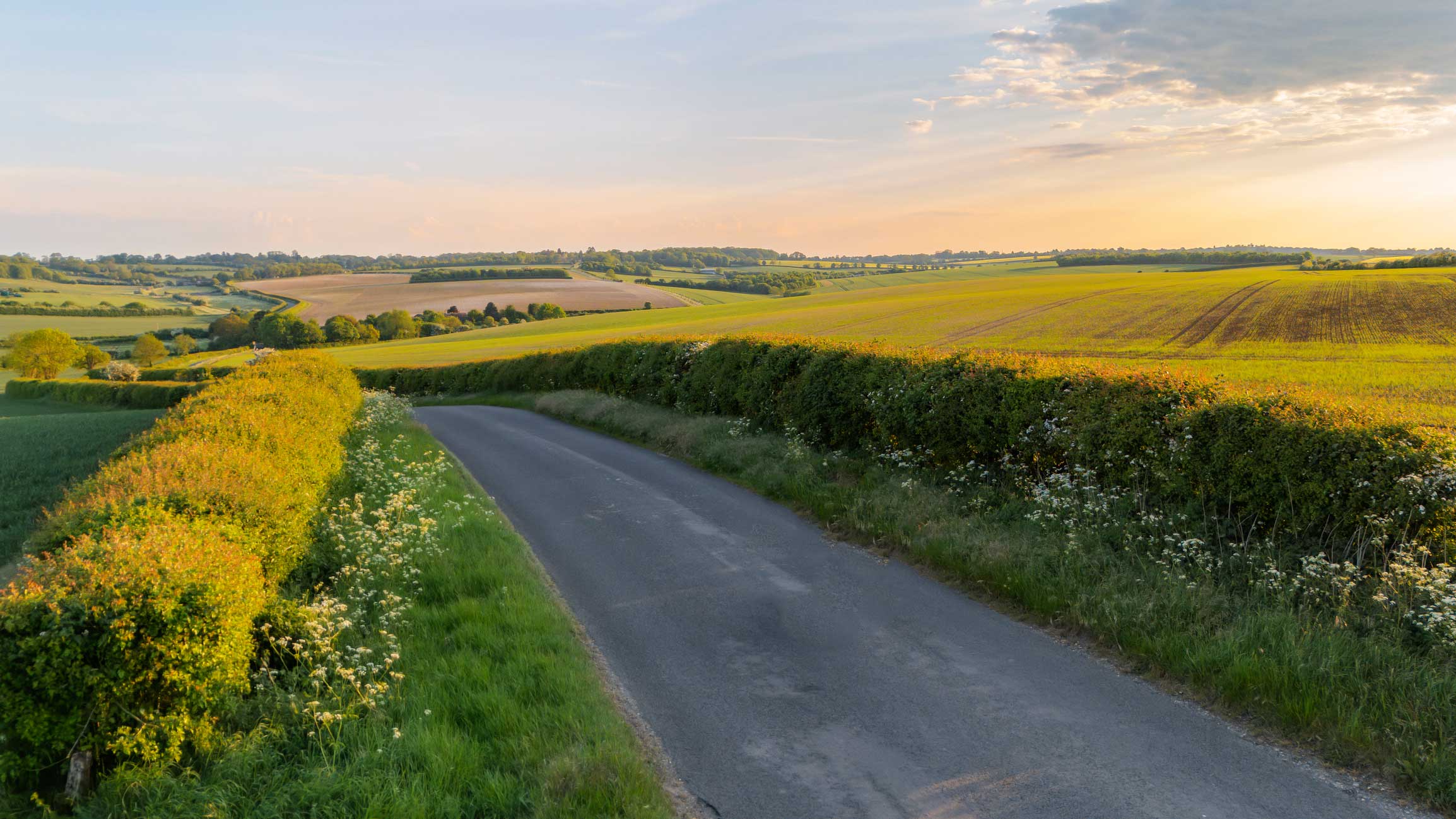 Hedge in the countryside