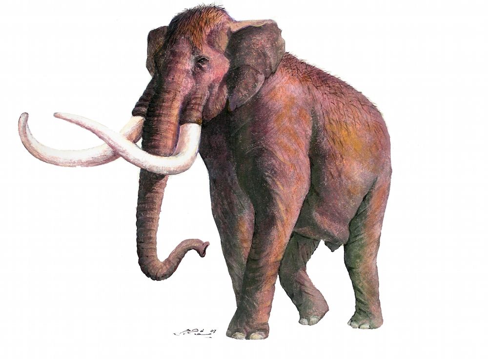 primitive mammoth