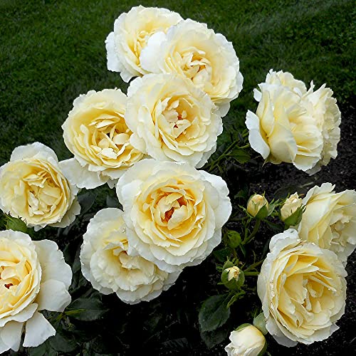 Heirloom Roses English Rose Plant - Irish Hope&amp;trade; Live Yellow Rose Bush for Outdoor Planting