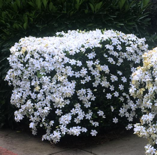 white gardenia bush