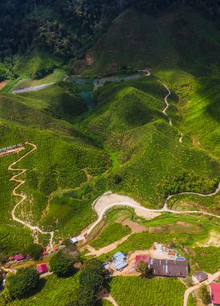 Cameron Highlands