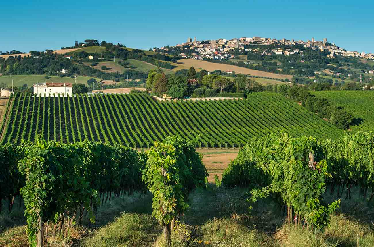 Umani Ronchi&amp;rsquo;s Campo San Giorgio vineyard in Osimo, Rosso Conero, Italy