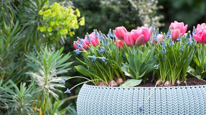 bulb lasagne with pink tulips and muscari in blue pot