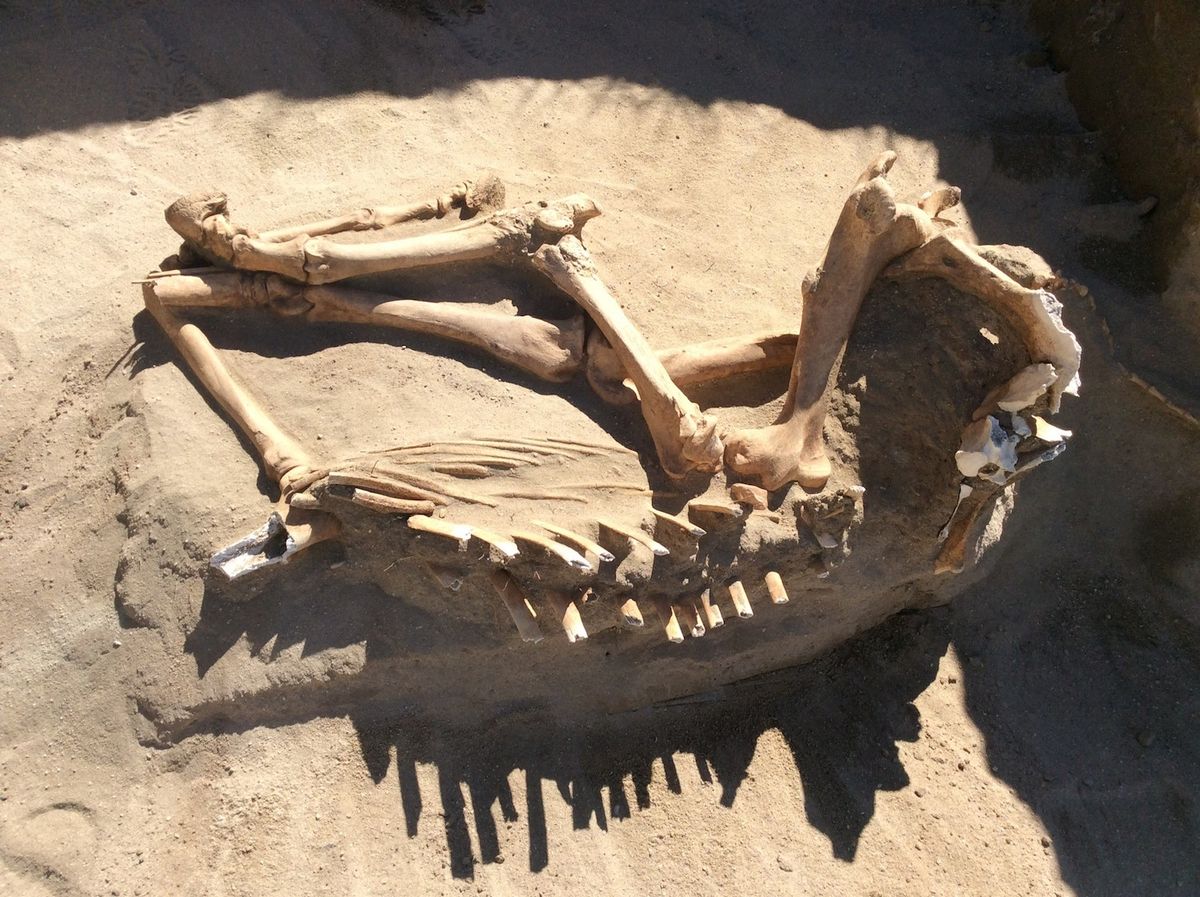 Utah Landscapers Discover Remains of Ice Age Horse | Live Science