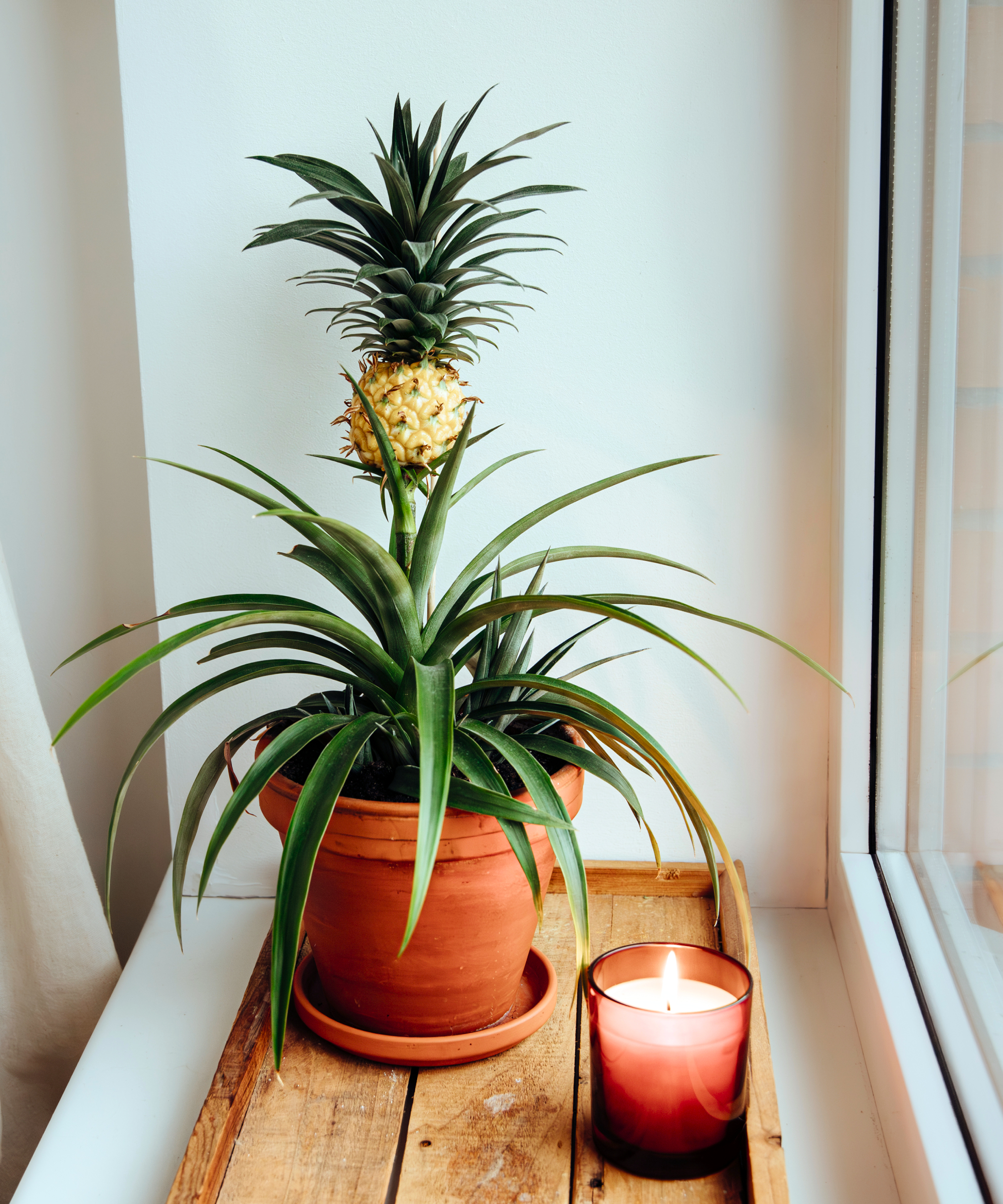 A cute little pineapple Ananas comosus plant growing in a flower pot at home window sill, showing a small yellow fruit.