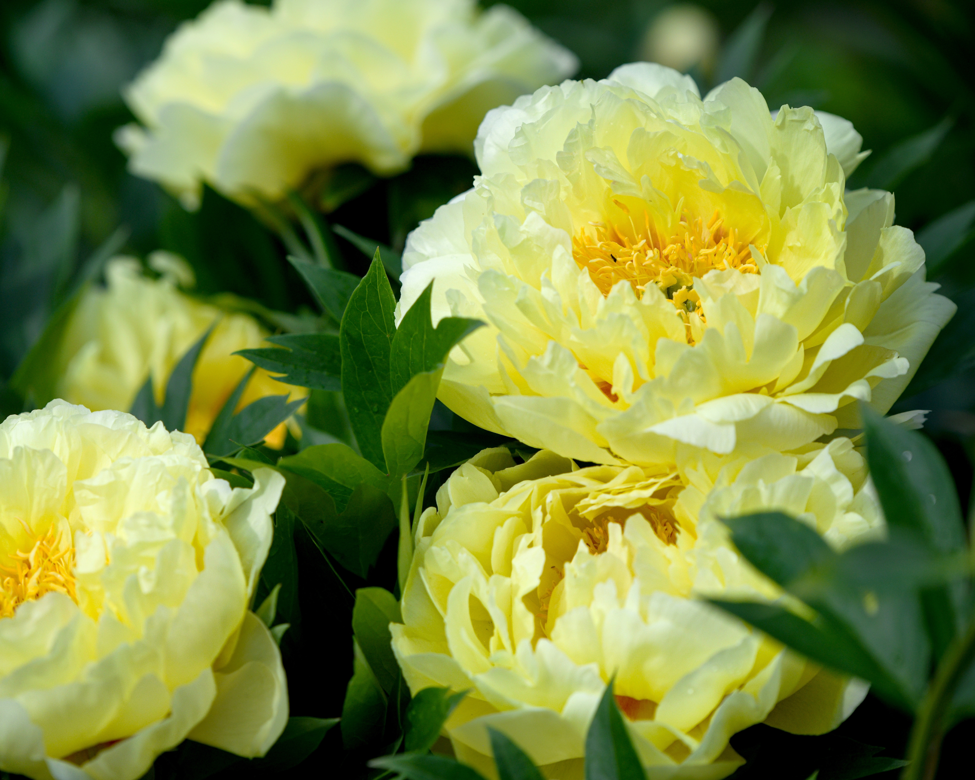 Yellow flowers of intersectional peony or Itoh peony Bartzella, a wonderful garden accent plant