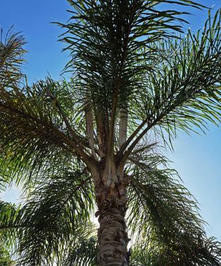queen palm tree