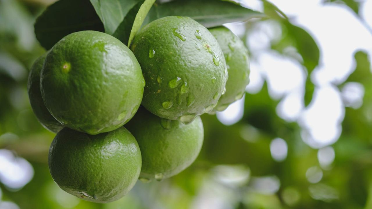 Green limes growing on a lime tree