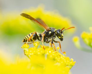 wasp on yellow flower