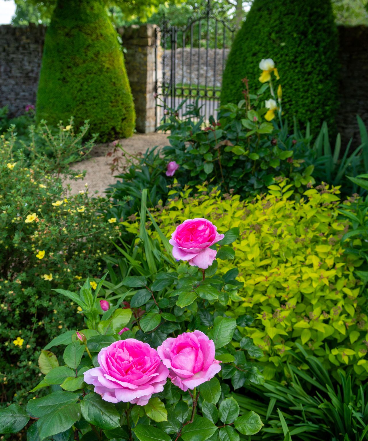 roses by evergreen domes by a metal garden gate