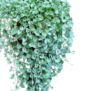Silver Falls Dichondra Seeds for Planting (10 Seeds)