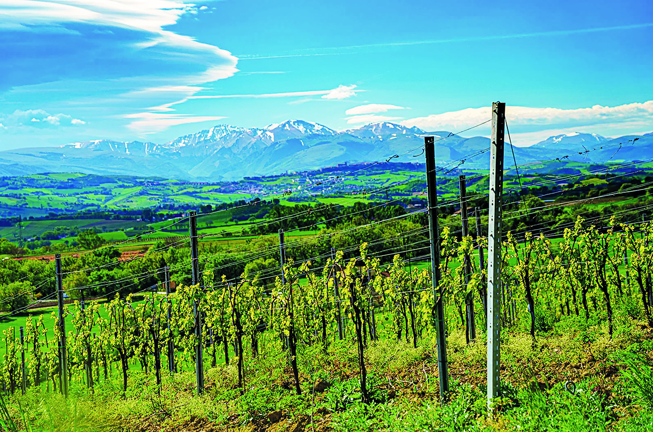 Stefano Zoli vineyard