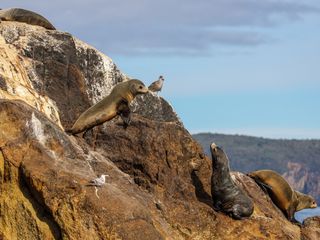 Fur seals on a rock