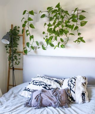 Indoor house plants, devils ivy hanging in wall pot planters above bed