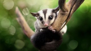 Best exotic pets - Sugar glider on tree branch