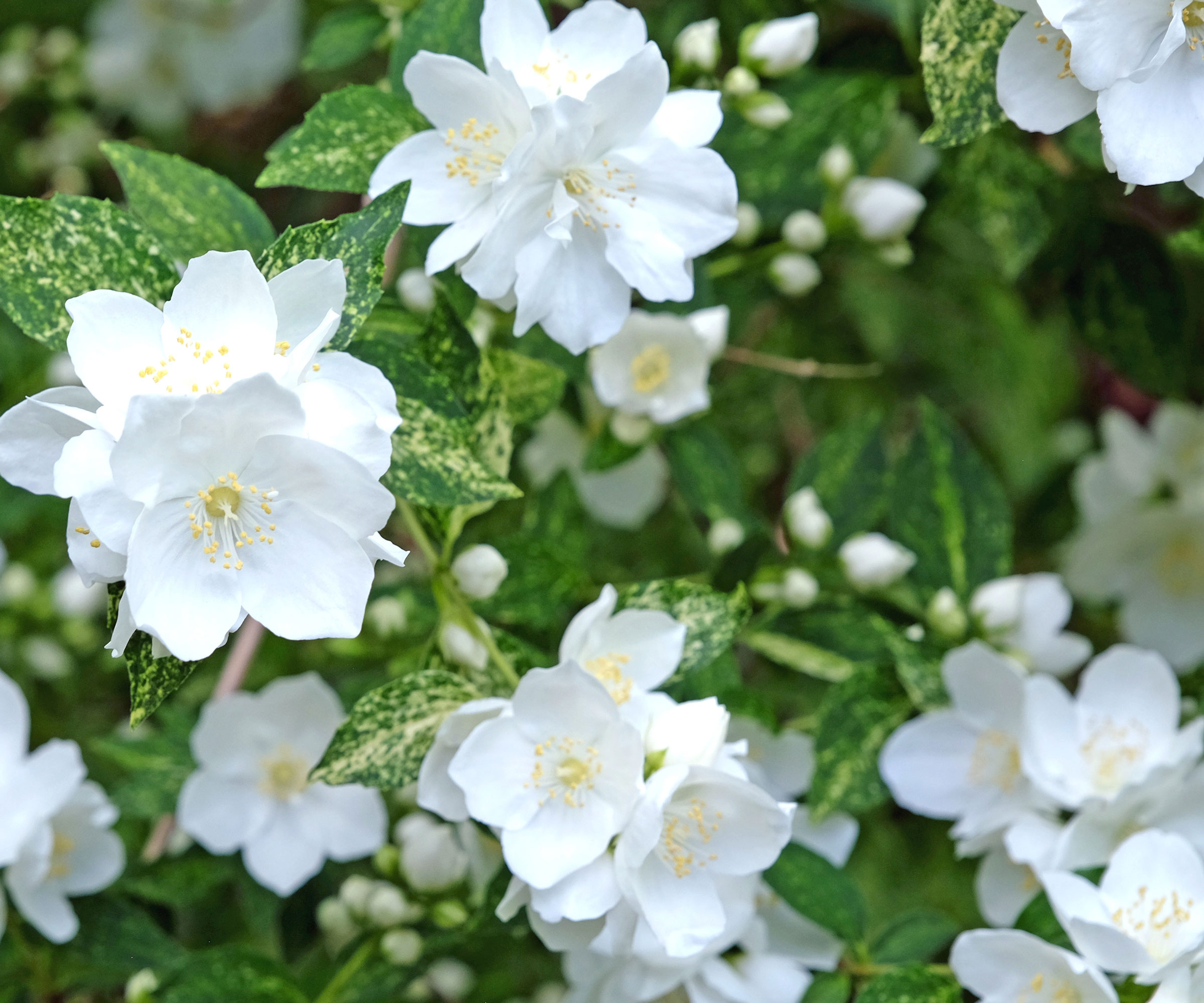 mock orange plant with large white flowers and variegated leaves