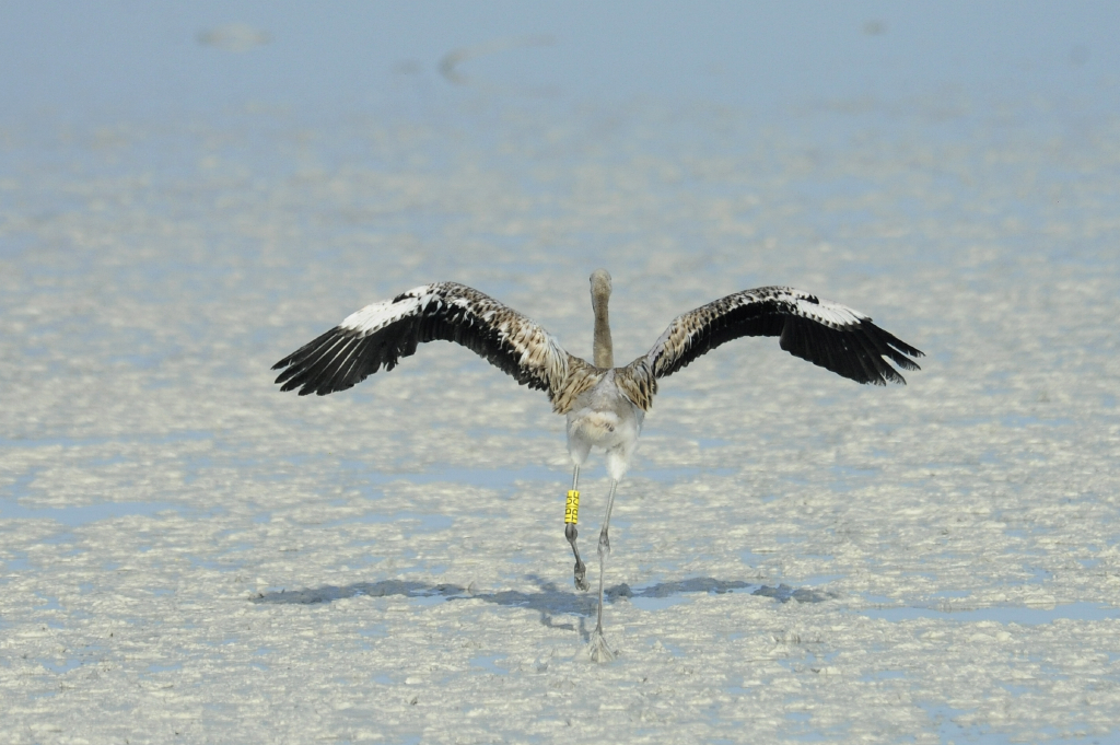 Young flamingos take wing