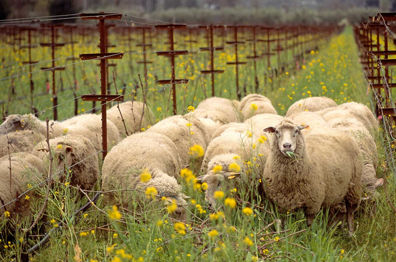 sheep vineyard