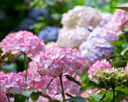 pale pink, blue and white hydrangea flower heads