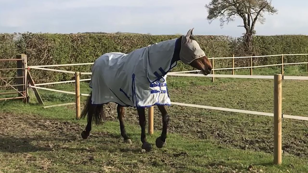 Weatherbeeta ComFiTec 600D/Mesh II Combo Neck fly rug