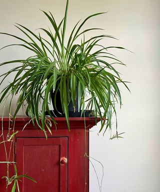 spider plant on red cupboard