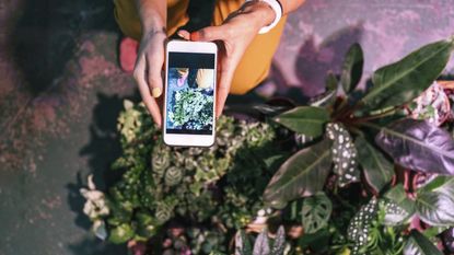 Hands taking a photo of plants with a smartphone