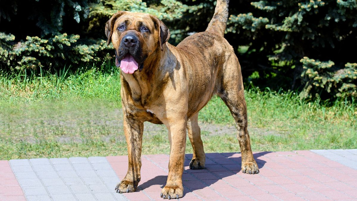 Presa Canario