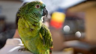 parrot on owner's shoulder